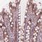 Zinc Finger Protein 471 antibody, HPA066695, Atlas Antibodies, Immunohistochemistry paraffin image 