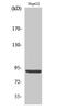 Calnexin antibody, STJ90201, St John