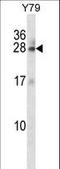 Ras-related protein Rab-3A antibody, LS-C162377, Lifespan Biosciences, Western Blot image 