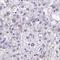 Transmembrane protein 133 antibody, HPA060528, Atlas Antibodies, Immunohistochemistry paraffin image 