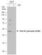 Protein Kinase CAMP-Dependent Type II Regulatory Subunit Alpha antibody, GTX130457, GeneTex, Western Blot image 