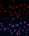 Heterogeneous Nuclear Ribonucleoprotein U antibody, 19-210, ProSci, Immunofluorescence image 