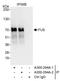FUS RNA Binding Protein antibody, A300-294A, Bethyl Labs, Immunoprecipitation image 