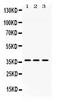 G Protein Subunit Beta 1 antibody, PB10067, Boster Biological Technology, Western Blot image 