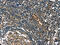 G Protein-Coupled Receptor 182 antibody, CSB-PA181048, Cusabio, Immunohistochemistry frozen image 