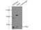 NF-kappa-B inhibitor alpha antibody, 18220-1-AP, Proteintech Group, Immunoprecipitation image 