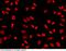 Goosecoid Homeobox antibody, 100505-T10, Sino Biological, Immunohistochemistry frozen image 