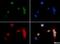 Histone Cluster 2 H3 Family Member D antibody, NB21-1142, Novus Biologicals, Immunofluorescence image 