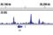 SMAD Family Member 4 antibody, 38454T, Cell Signaling Technology, Chromatin Immunoprecipitation image 