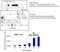 Lysine Acetyltransferase 5 antibody, MA1-71511, Invitrogen Antibodies, Chromatin Immunoprecipitation image 