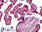 Sorting Nexin 4 antibody, LS-B5103, Lifespan Biosciences, Immunohistochemistry paraffin image 