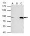 Minichromosome Maintenance Complex Component 7 antibody, GTX110278, GeneTex, Immunoprecipitation image 