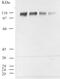 Dipeptidyl Peptidase 4 antibody, ab28340, Abcam, Western Blot image 