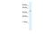 Serpin Family H Member 1 antibody, MBS835022, MyBioSource, Western Blot image 