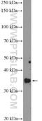 Replication Factor C Subunit 2 antibody, 10410-1-AP, Proteintech Group, Western Blot image 