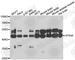 Vacuolar protein sorting-associated protein 4A antibody, A7096, ABclonal Technology, Western Blot image 