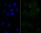 Nuclear RNA Export Factor 1 antibody, NBP2-76856, Novus Biologicals, Immunofluorescence image 