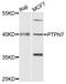 Protein Tyrosine Phosphatase Non-Receptor Type 7 antibody, STJ25229, St John