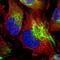 Mucolipin 2 antibody, HPA048999, Atlas Antibodies, Immunofluorescence image 