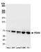 Protein Disulfide Isomerase Family A Member 4 antibody, A305-265A, Bethyl Labs, Western Blot image 