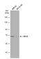 Kinesin Family Member 22 antibody, NBP2-17053, Novus Biologicals, Western Blot image 