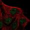 IQ Motif Containing D antibody, NBP2-48916, Novus Biologicals, Immunofluorescence image 