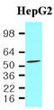 Programmed Cell Death 4 antibody, MBS200081, MyBioSource, Western Blot image 