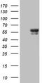 BTB Domain Containing 3 antibody, TA808660S, Origene, Western Blot image 