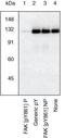 Protein Tyrosine Kinase 2 antibody, GTX24804, GeneTex, Western Blot image 