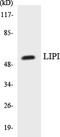 Lipase I antibody, LS-C292140, Lifespan Biosciences, Western Blot image 