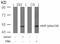 Vasodilator Stimulated Phosphoprotein antibody, GTX50213, GeneTex, Western Blot image 