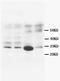 Calbindin 1 antibody, AM20599PU-N, Origene, Western Blot image 