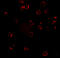 C-X-C Motif Chemokine Receptor 4 antibody, 1009, QED Bioscience, Immunofluorescence image 