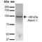 Ataxin 1 antibody, MA5-27667, Invitrogen Antibodies, Western Blot image 