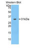 LDL Receptor Related Protein Associated Protein 1 antibody, LS-C295200, Lifespan Biosciences, Western Blot image 