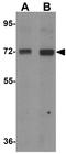 Lymphocyte Antigen 9 antibody, GTX31832, GeneTex, Western Blot image 