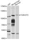 Tubulin Gamma Complex Associated Protein 2 antibody, abx126748, Abbexa, Western Blot image 