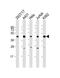 PHD finger protein 6 antibody, 61-205, ProSci, Western Blot image 