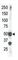 SET Domain Containing 7, Histone Lysine Methyltransferase antibody, abx026518, Abbexa, Western Blot image 