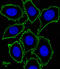 c-Kit antibody, LS-C157852, Lifespan Biosciences, Immunofluorescence image 