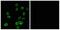 ATP synthase lipid-binding protein, mitochondrial antibody, A12221-1, Boster Biological Technology, Immunofluorescence image 
