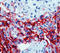 Mesothelioma antibody, DM349-05, Origene, Immunohistochemistry frozen image 