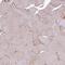 Signal Regulatory Protein Beta 2 antibody, PA5-61637, Invitrogen Antibodies, Immunohistochemistry frozen image 