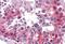 Erk1 antibody, MBS245748, MyBioSource, Immunohistochemistry paraffin image 