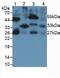 Interleukin 33 antibody, MBS2025803, MyBioSource, Western Blot image 