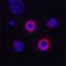 CD160 Molecule antibody, AF3899, R&D Systems, Immunocytochemistry image 