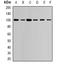 Ubiquitin Specific Peptidase 16 antibody, orb382115, Biorbyt, Western Blot image 