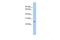 LY6/PLAUR Domain Containing 5 antibody, PA5-44431, Invitrogen Antibodies, Western Blot image 