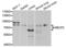 Methyl-CpG Binding Protein 2 antibody, LS-C334225, Lifespan Biosciences, Western Blot image 