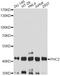 Polyhomeotic Homolog 2 antibody, A06606, Boster Biological Technology, Western Blot image 